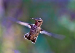 Hummingbird