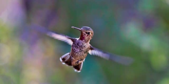 Hummingbird