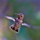 Hummingbird